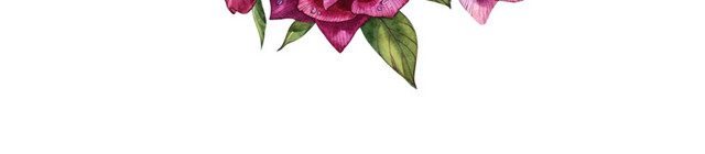 月季花环素材
