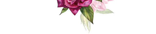 月季花花束