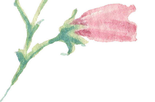 淡雅插画素材