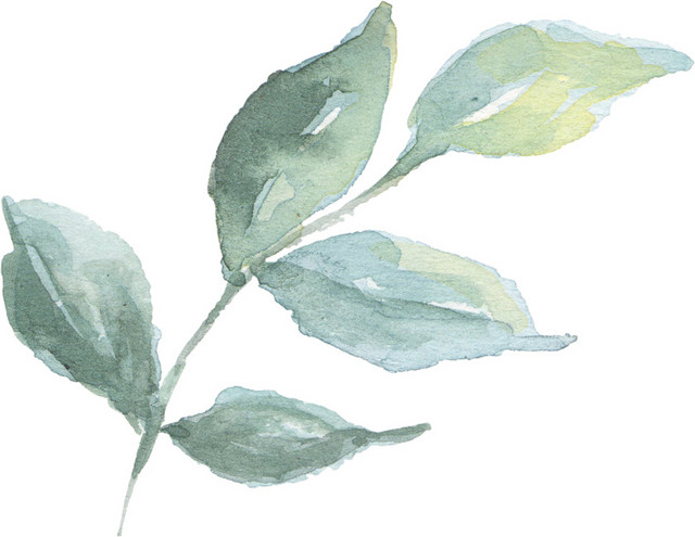 彩绘植物叶子