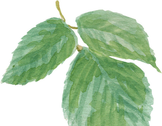 玫瑰花叶片彩绘素材