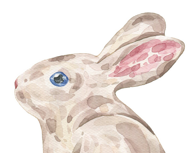 宠物小兔素材