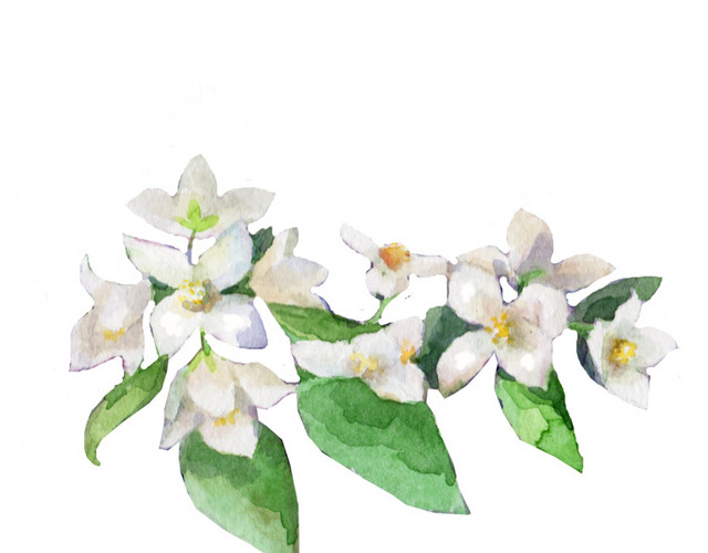 白色小花装饰素材