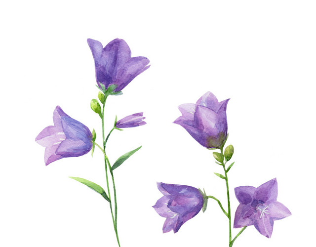 紫色清新野花素材