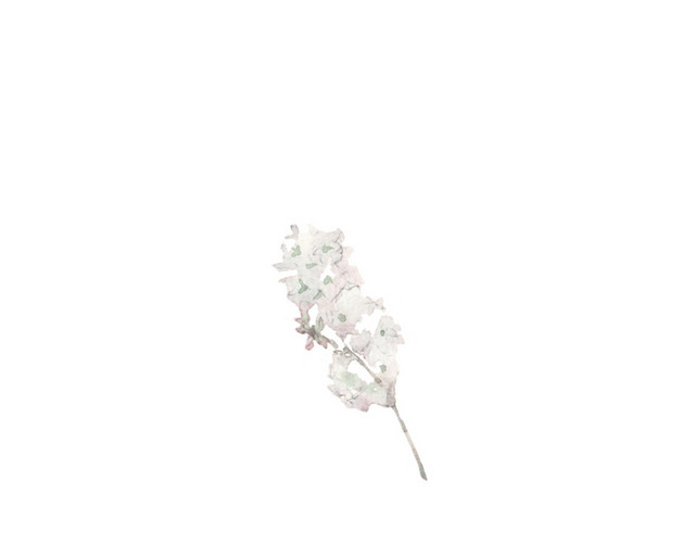白色小花装饰