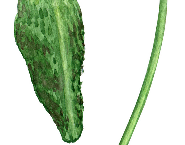 罂粟花叶子