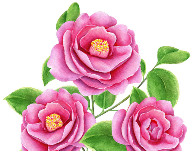 彩绘月季花花枝