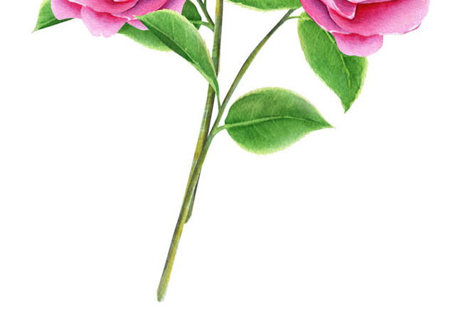 彩绘月季花花枝