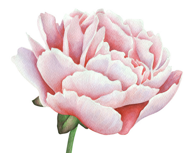 淡粉色牡丹花