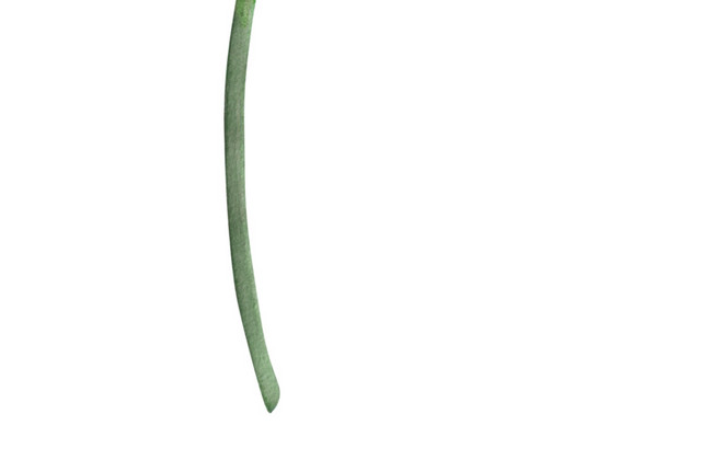 淡粉色牡丹花