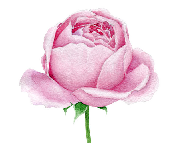 粉色月季花