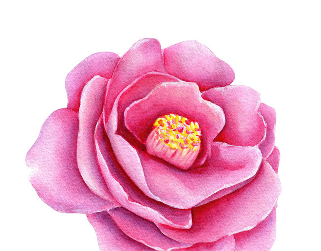 矢量牡丹花