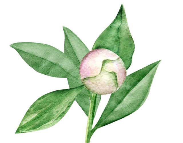 牡丹花苞