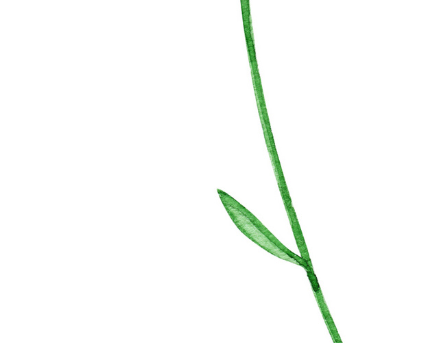 蓝色雏菊