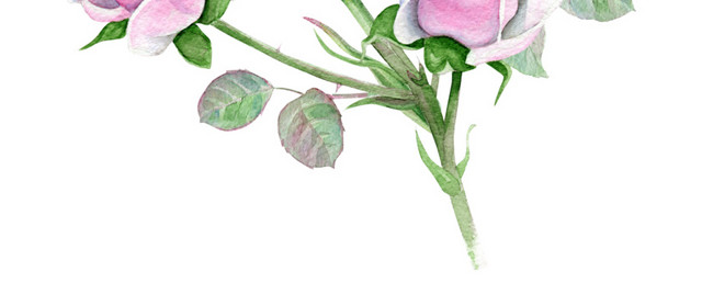 粉色月季花植物植株