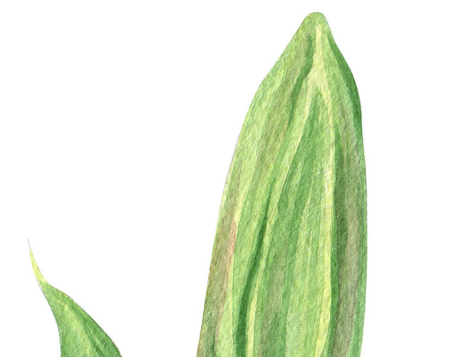 香水百合叶子和花苞