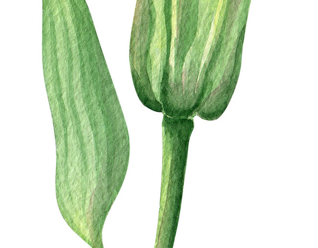 香水百合叶子和花苞