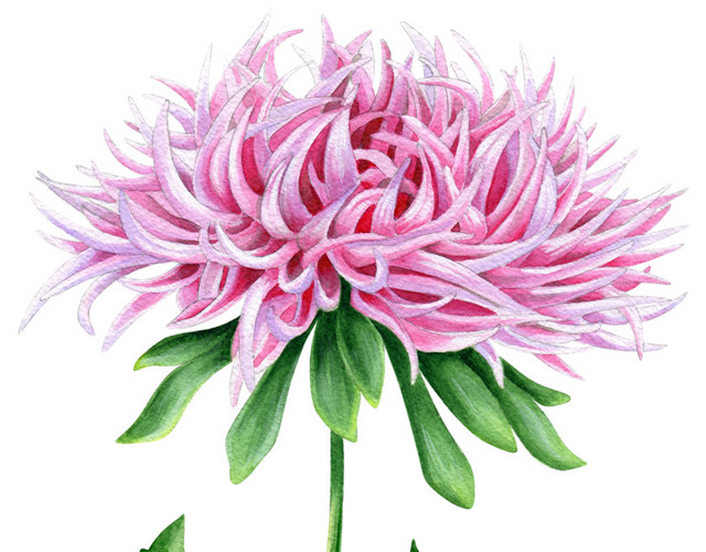 粉色菊花