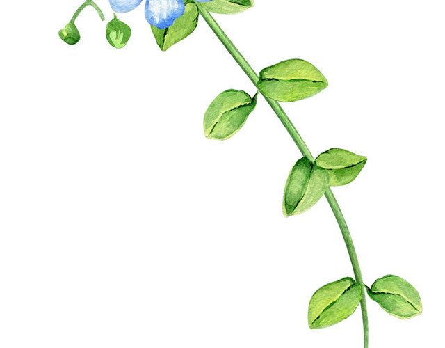 蓝色小花枝条