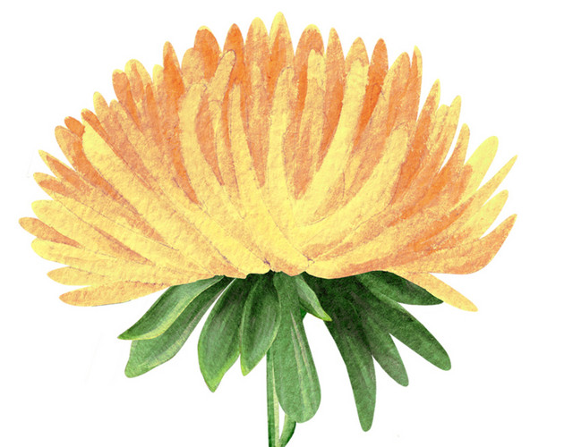 黄色菊花