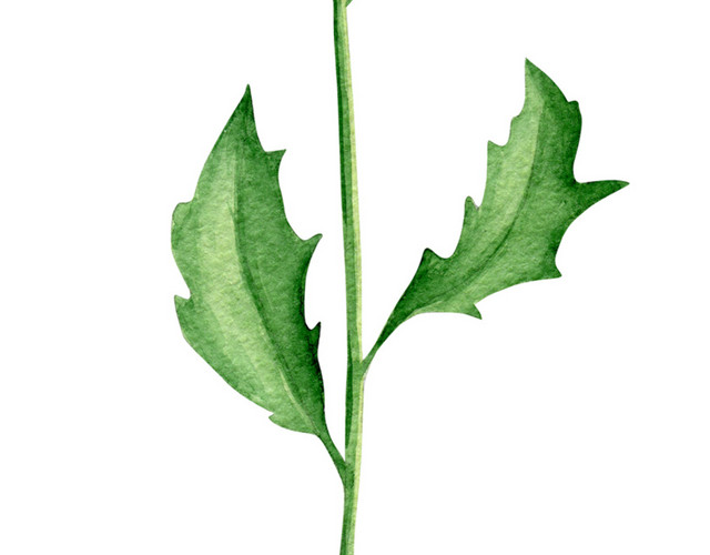 黄色菊花