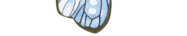 蓝色小蝴蝶
