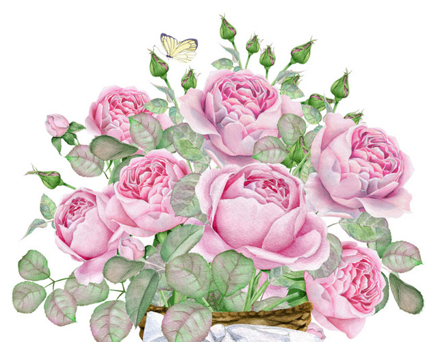 粉色月季花插画装饰