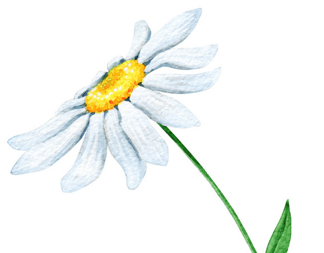 白色雏菊
