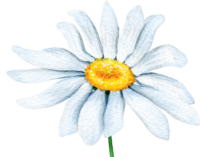 白色野花菊花