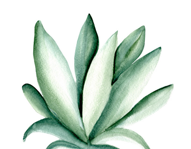 矢量绿植