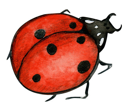 红色瓢虫昆虫