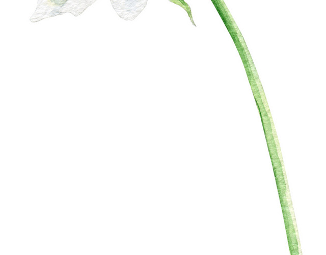 漂浮的白色月季花