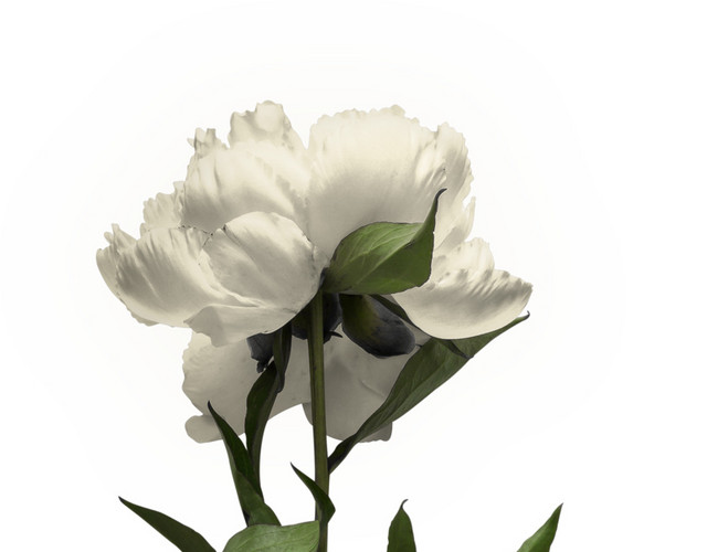 矢量花束素材
