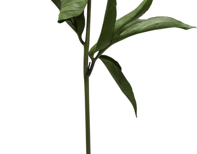 矢量花束素材