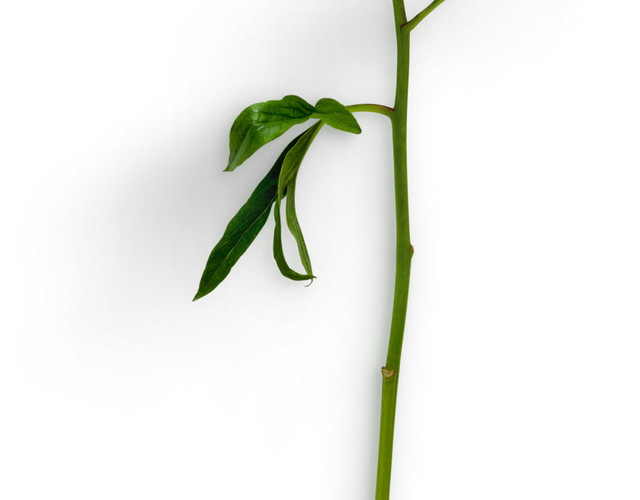 矢量粉色花束素材
