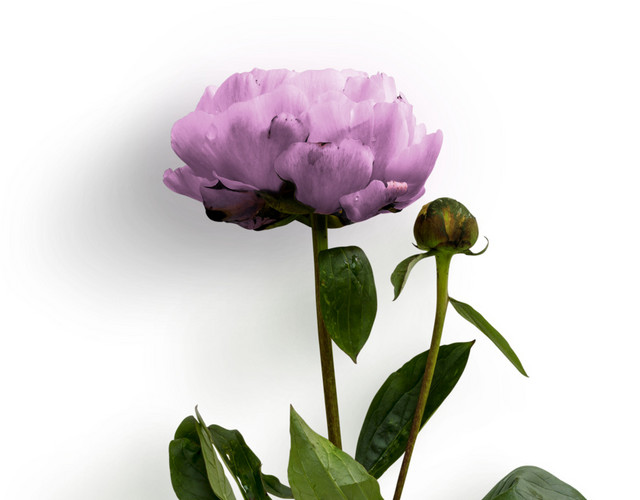 矢量花束素材