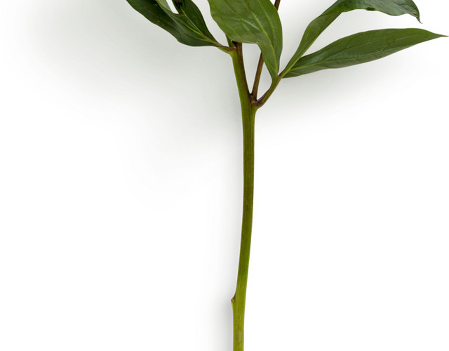 矢量花束素材