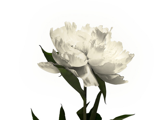 矢量花束素材