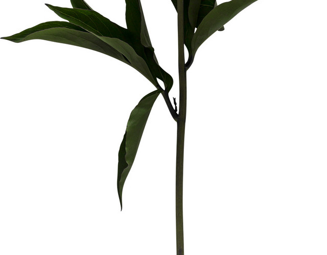 矢量花束素材