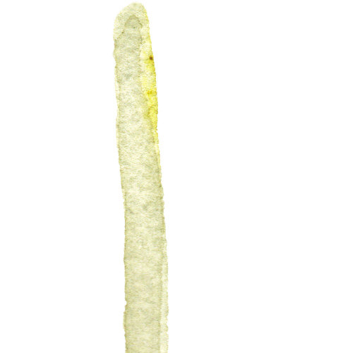 荷花花骨朵花苞彩绘素材