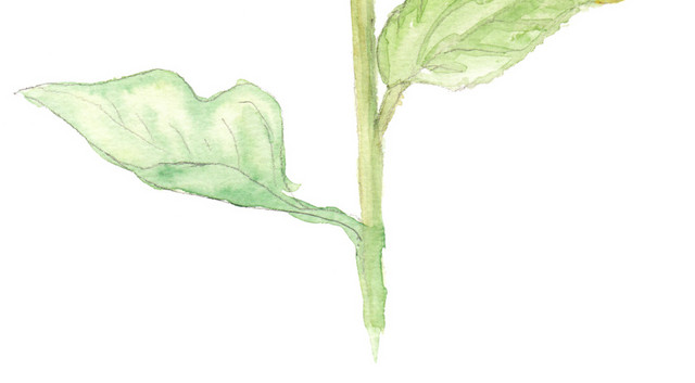 手绘卡通装饰花草装饰海报设计