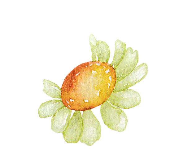 手绘卡通装饰花瓣花草装饰海报设计
