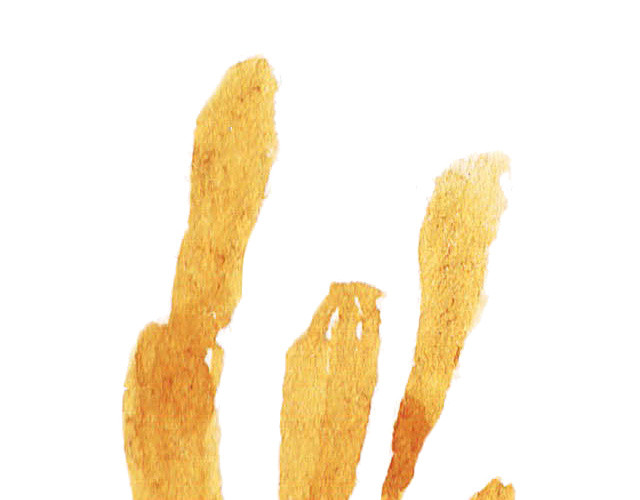 黄色水草手绘素材