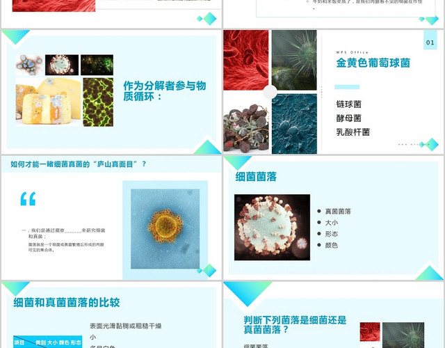 蓝色医疗细菌研究报告细菌PPT
