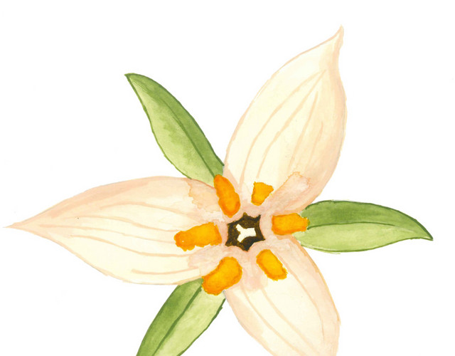 黄色手绘百花花朵水彩插画