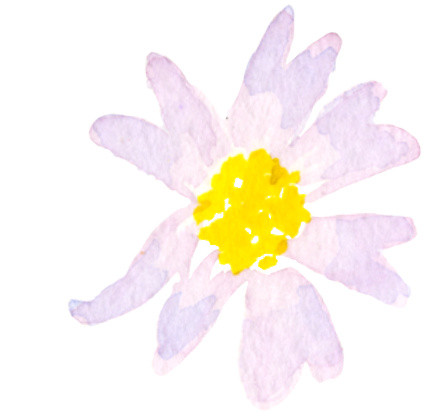 紫色清新雏菊水彩插画素材