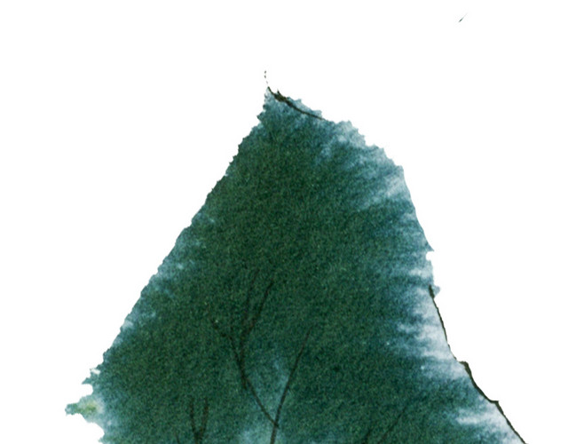 手绘植物树叶水墨插画素材