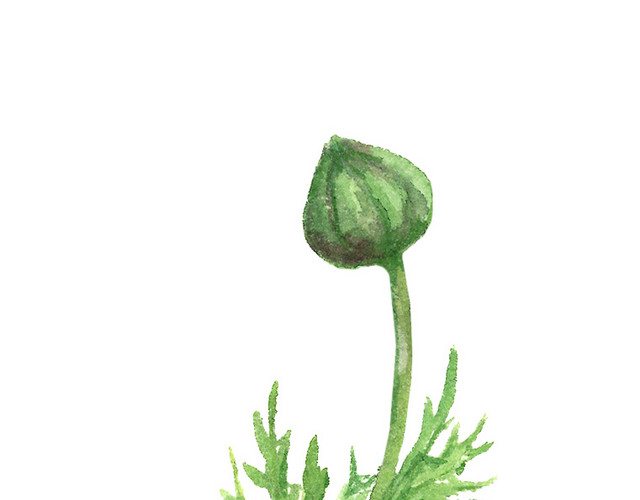 绿色手绘植物花蕾水墨插画素材
