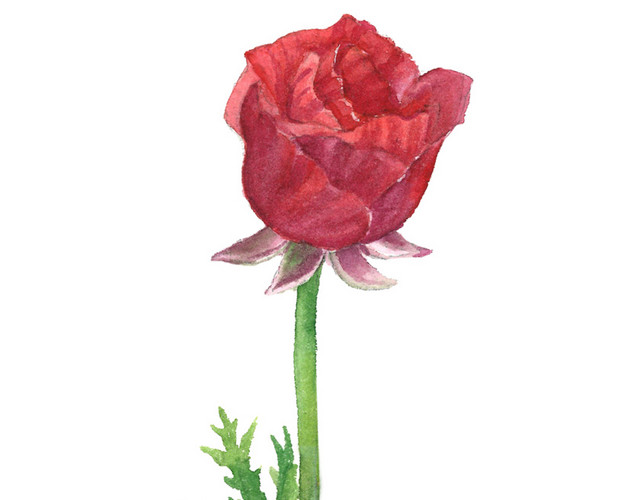 红色手绘玫瑰花朵水彩插画