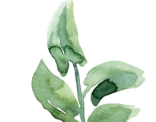 绿色手绘树叶水彩插画